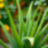 Aloe vera plant with fresh leaves