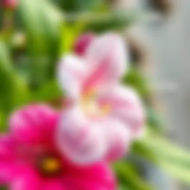 A detailed infographic depicting the care requirements of peace flower.