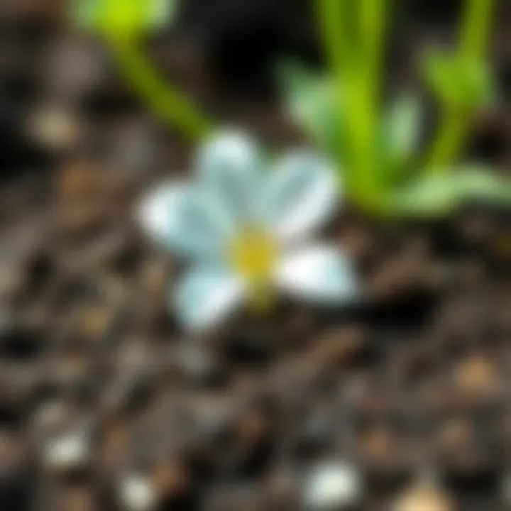 A close-up of the soil texture ideal for peace flower cultivation.