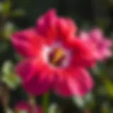 The Aesthetic Appeal of Peace Flower A vibrant peace flower in full bloom, showcasing its beauty and color.