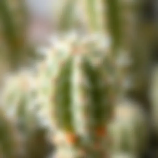 A close-up view of a white spiny cactus showcasing its delicate features and texture.