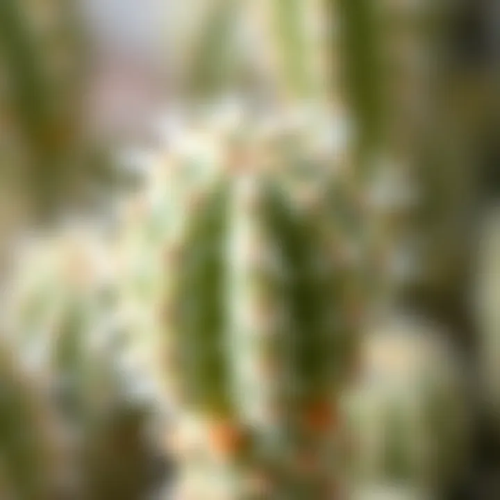 A close-up view of a white spiny cactus showcasing its delicate features and texture.