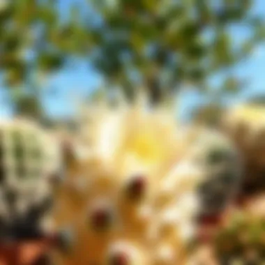 White spiny cactus thriving in sunlight, emphasizing its adaptive nature.