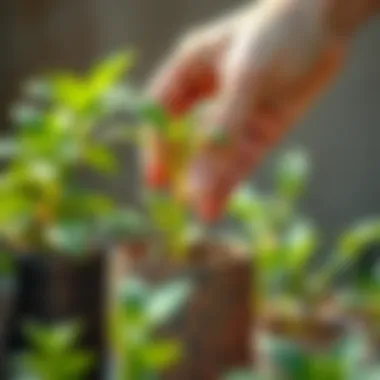 A hand gently removing a plant from its old pot