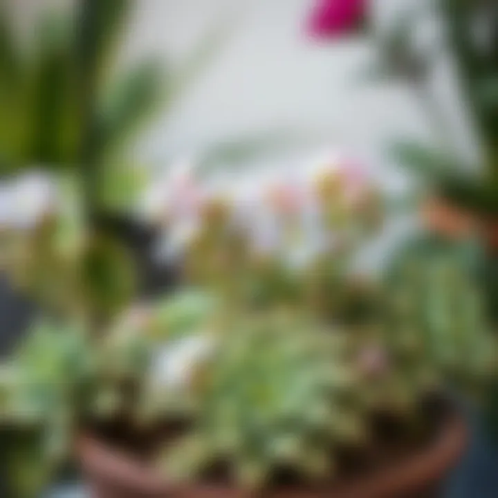 A DIY project featuring Crassula flowers in a creative arrangement.