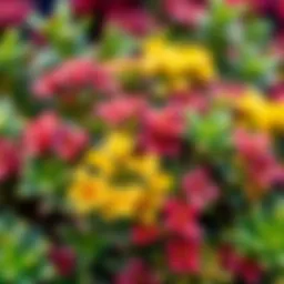 A vibrant cluster of Crassula flowers showcasing a variety of colors.