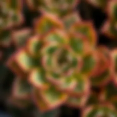 A close-up view of the unique leaf structure of a Crassula variety.