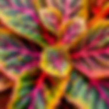 Close-up view of Difenbahya leaves showcasing their unique patterns and colors