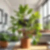 A lush Difenbahya plant with vibrant green leaves in a modern living room