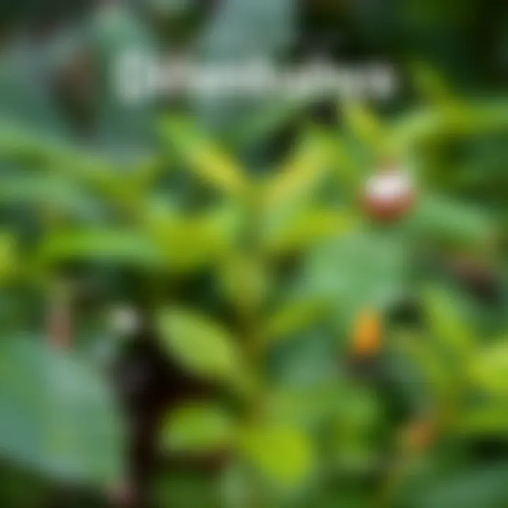 An infographic displaying potential toxic effects of Difenbahya alongside safe plant alternatives