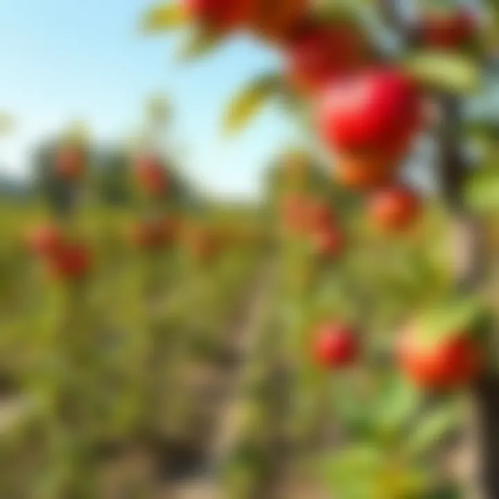 A well-maintained garden with young apple plants