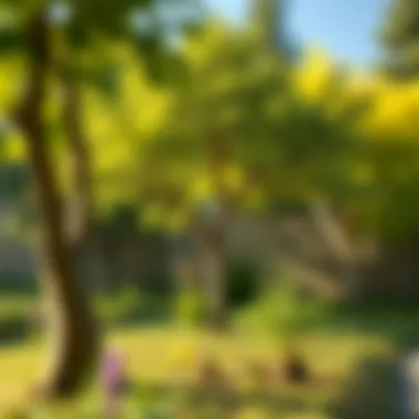 Benefits of trees in the environment