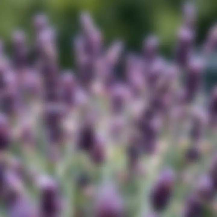 Essential oils derived from lavender plants