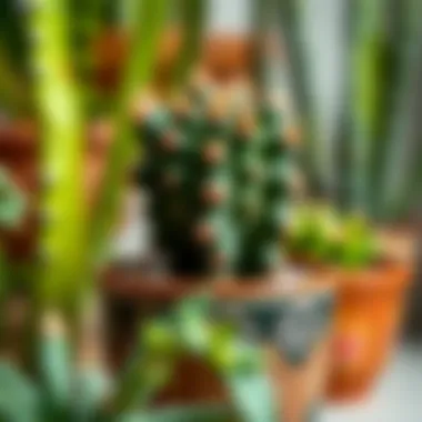 Thriving Cactus in Pot A close-up of a cactus thriving in a decorative pot