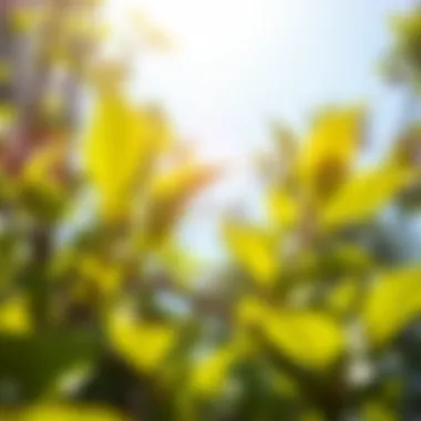 Understanding Light Requirements Sunlight filtering through leaves