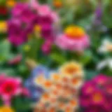 Vibrant selection of flowering plants