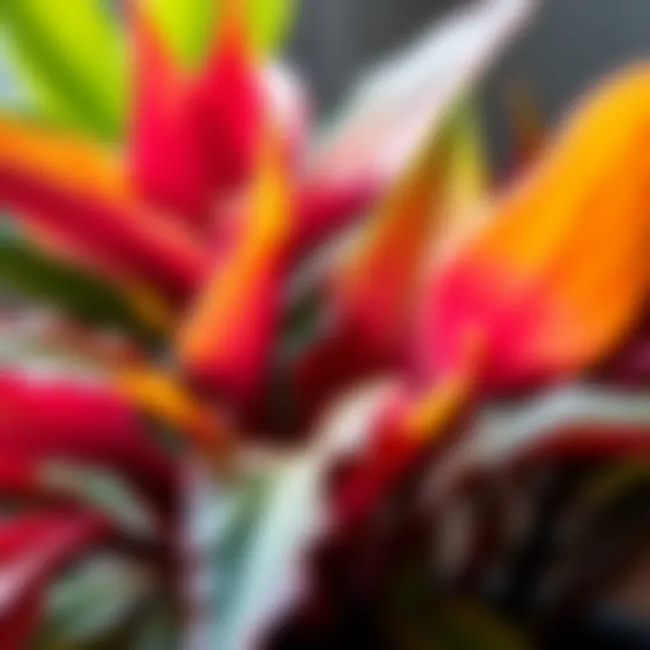 Close-Up of a Thriving Houseplant Close-up of a thriving houseplant with vibrant leaves