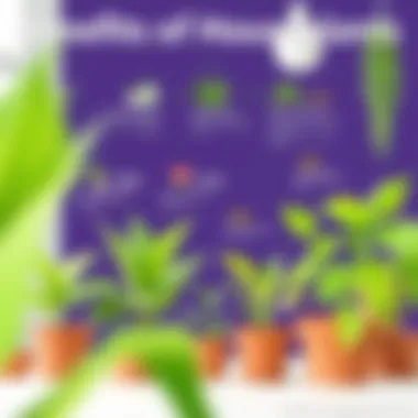 Benefits of Houseplants Infographic Infographic displaying benefits of houseplants