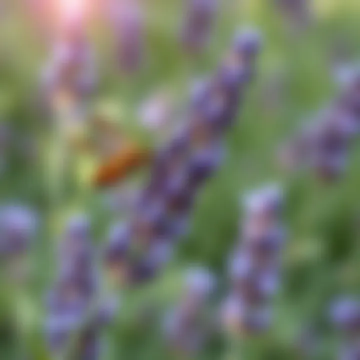 Insect repelled by the scent of lavender