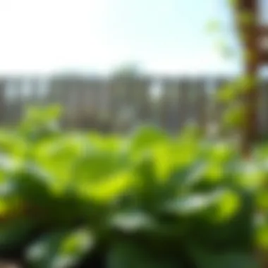 Healthy spinach leaves thriving in sunlight