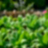 Lush green spinach plants in a garden bed