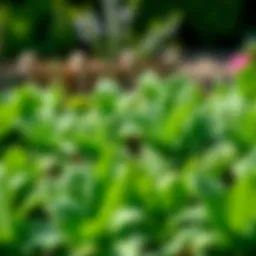 Lush green spinach plants in a garden bed