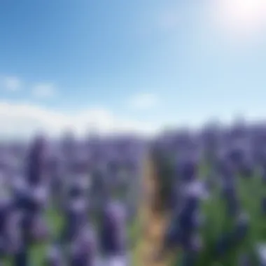 Lavender field under a bright blue sky