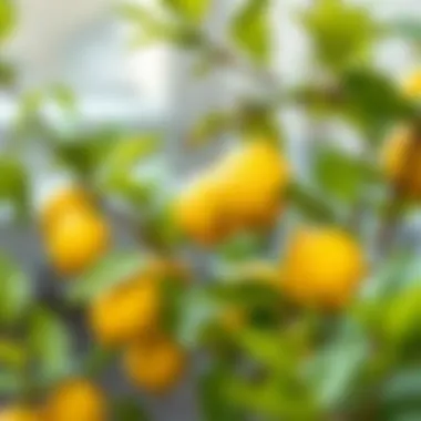 Watering lemon plants with care