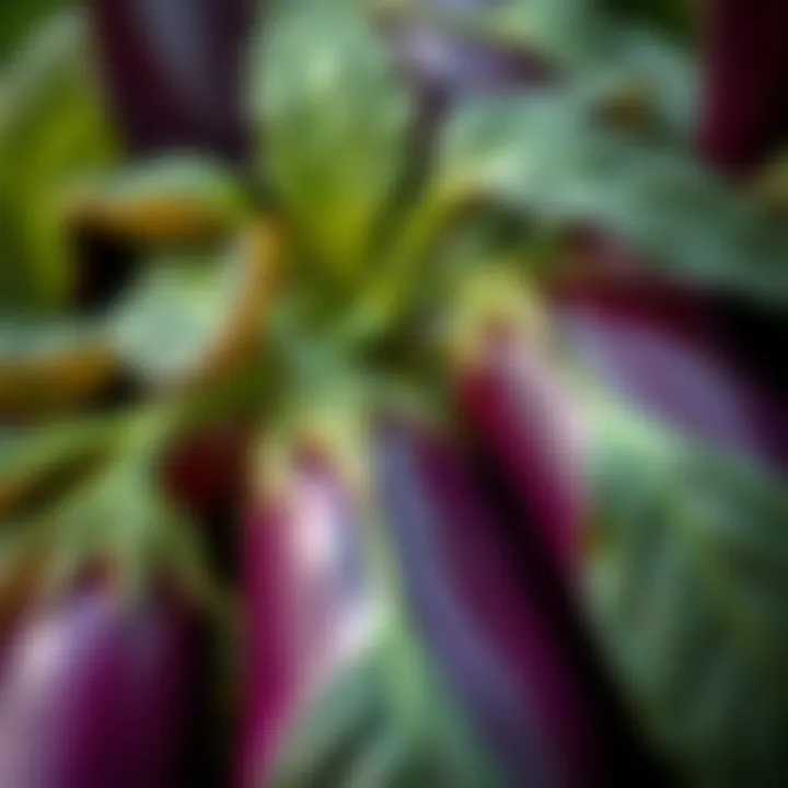 Close-up of healthy eggplant leaves showcasing growth techniques