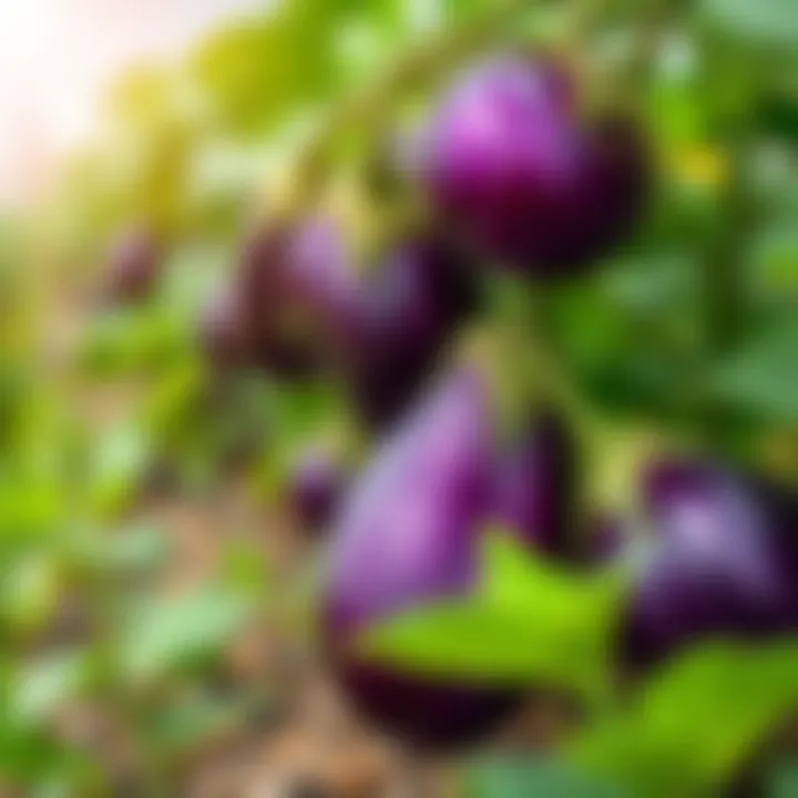 Illustration of ideal climate conditions for eggplant cultivation