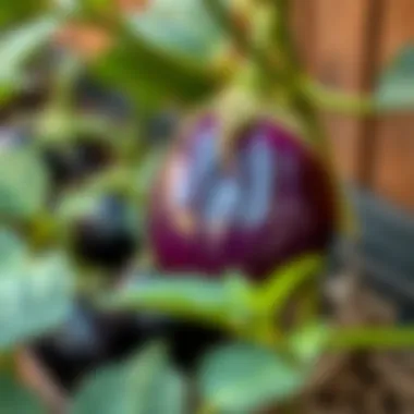 Effective pest management techniques for eggplant farming