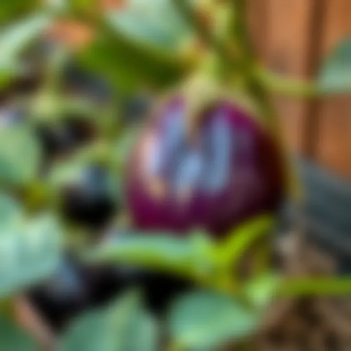 Effective pest management techniques for eggplant farming