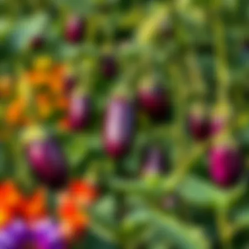 Lush Garden of Eggplants Vibrant eggplants growing in a lush garden