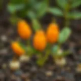 Germinated orange seeds ready for planting