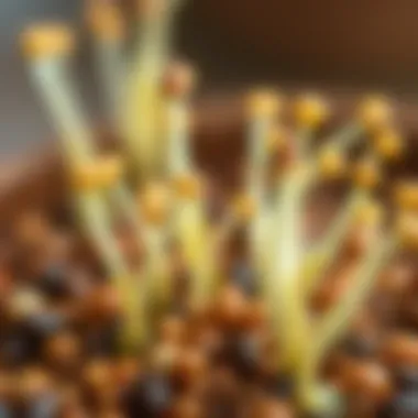 Close-up of healthy sprouting orange seeds