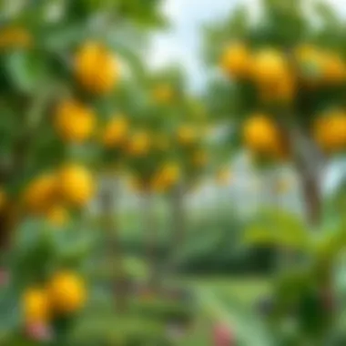Healthy lemon trees in a garden setting