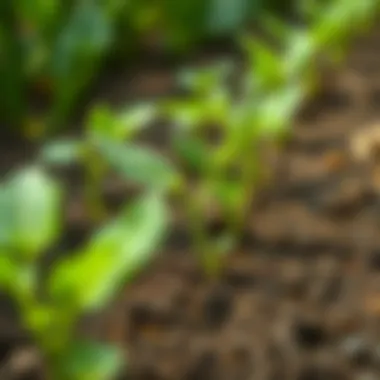 Close-up of healthy cucumber seedlings in soil