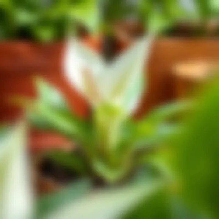 Healthy soil composition for optimal peace lily growth