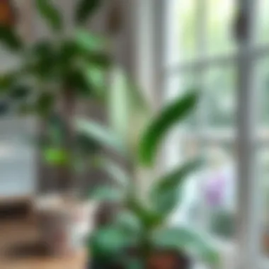 A serene indoor setting ideal for peace lily care