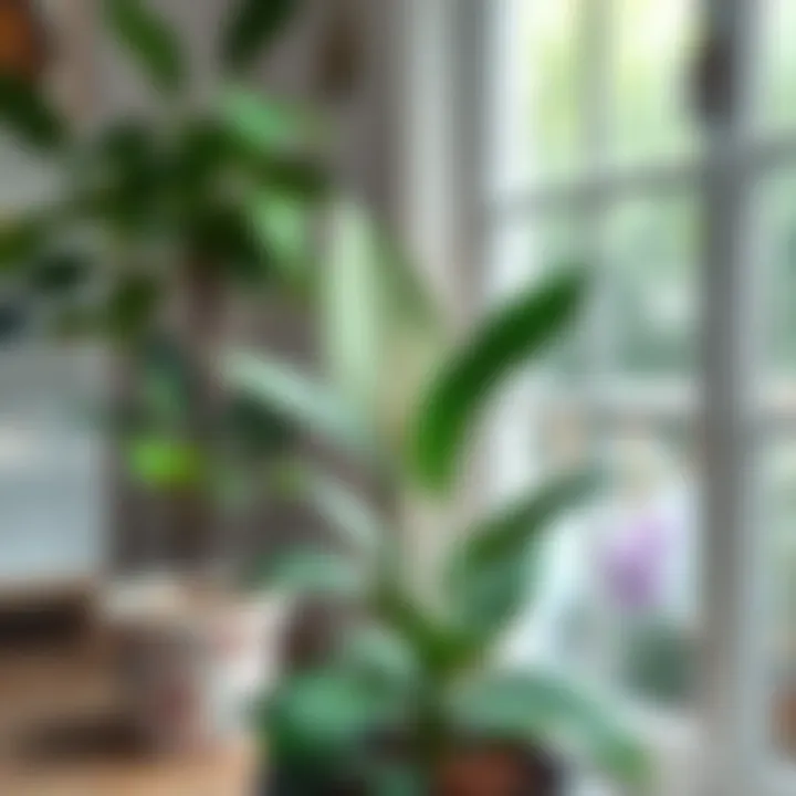 A serene indoor setting ideal for peace lily care