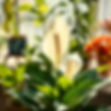 A vibrant peace lily thriving in a bright environment