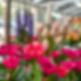 Stunning Spoon Flower in Bloom