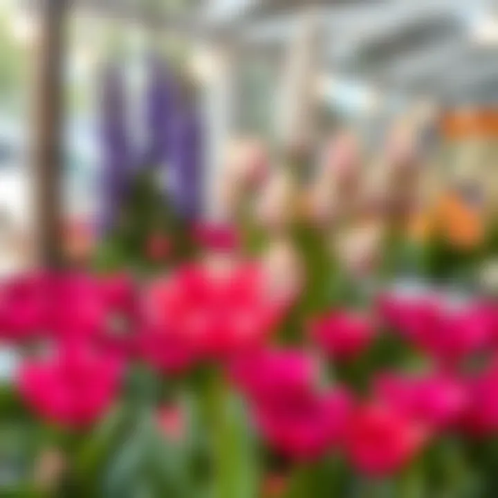 Stunning Spoon Flower in Bloom