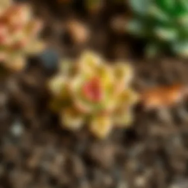 Close-up view of succulent soil mixture with proper drainage properties.