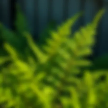 Close-up of a lush fern thriving in low light conditions