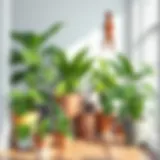 A collection of shade-loving plants in a serene indoor setting