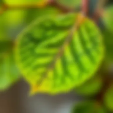 Close-up of Tesbih Çiçeği leaf details