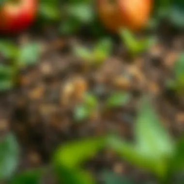 Soil and compost mixture for apple seed planting