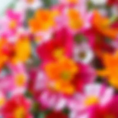 A close-up view of colorful everlasting flowers