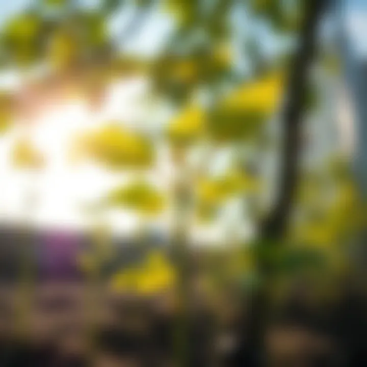 Young fruit tree sprouting in sunlight